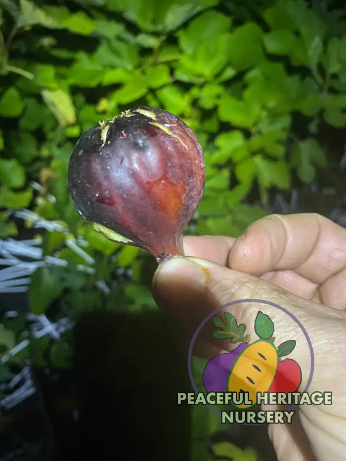 LSU Scott’s Black Fig Tree | Naturally Grown - ORGANIC