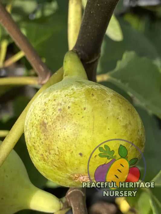 LSU Scott’s Yellow Fig - Naturally Grown MEDIUM 1-2’ Naturally Grown Fig Trees For Sale