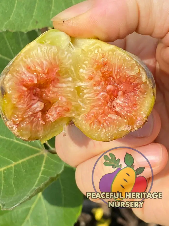 LSU Scott’s Yellow Fig - Naturally Grown Naturally Grown Fig Trees For Sale