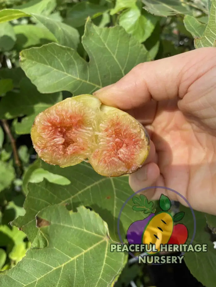 LSU Scott’s Yellow Fig - Naturally Grown Naturally Grown Fig Trees For Sale