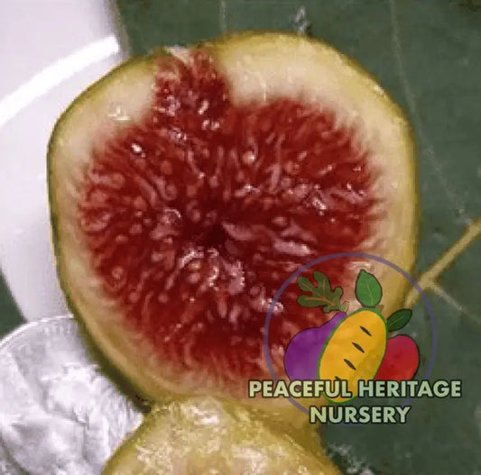 LSU Strawberry Fig Tree- Naturally Grown MEDIUM 1-2’ Naturally Grown Fig Trees For Sale