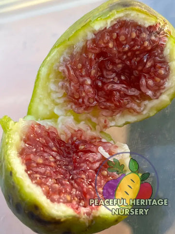 LSU Strawberry Fig Tree | Naturally Grown