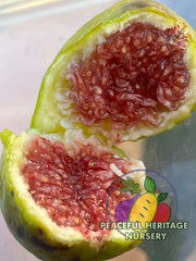 LSU Strawberry Fig Tree | Naturally Grown