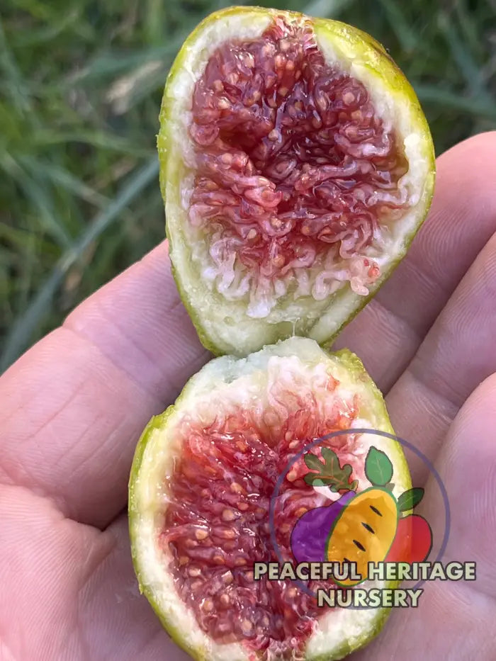 LSU Strawberry Fig Tree | Naturally Grown Naturally Grown Fig Trees For Sale