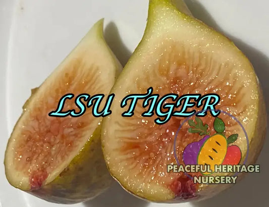 LSU Tiger Fig Tree - Naturally Grown MEDIUM 1-2’ Naturally Grown Fig Trees For Sale
