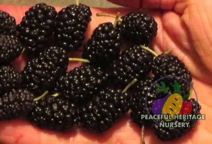 Shively Sugar Mulberry - Naturally Grown