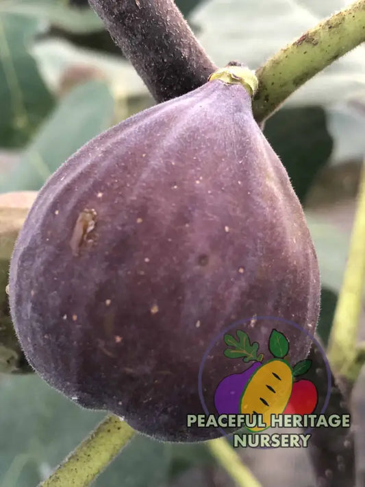 Malta Black Fig Tree - Naturally Grown MEDIUM 1-2’ Naturally Grown Fig Trees For Sale