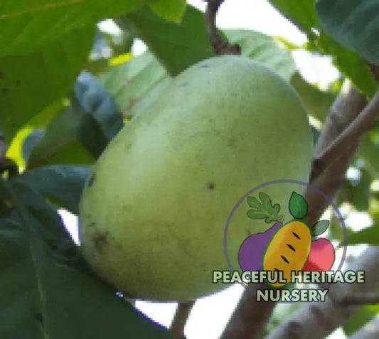 Maria’s Joy Pawpaw Tree- NATURALLY GROWN SUPREME GRADE 3’ + Pawpaw Trees For Sale