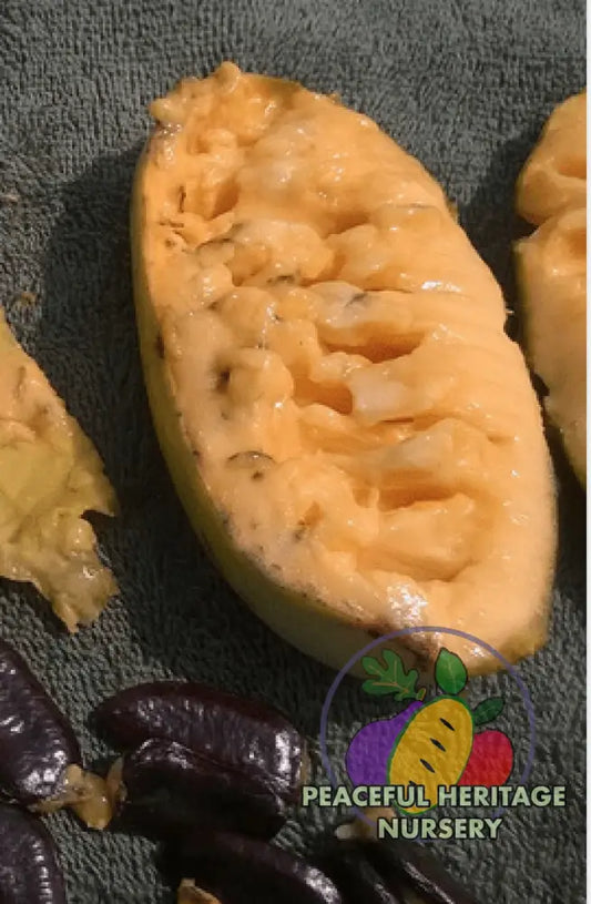 Marshmallow Pawpaw Tree - NATURALLY GROWN Medium 12-18’’ ORGANIC