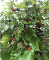 Maui Mulberry - Naturally Grown