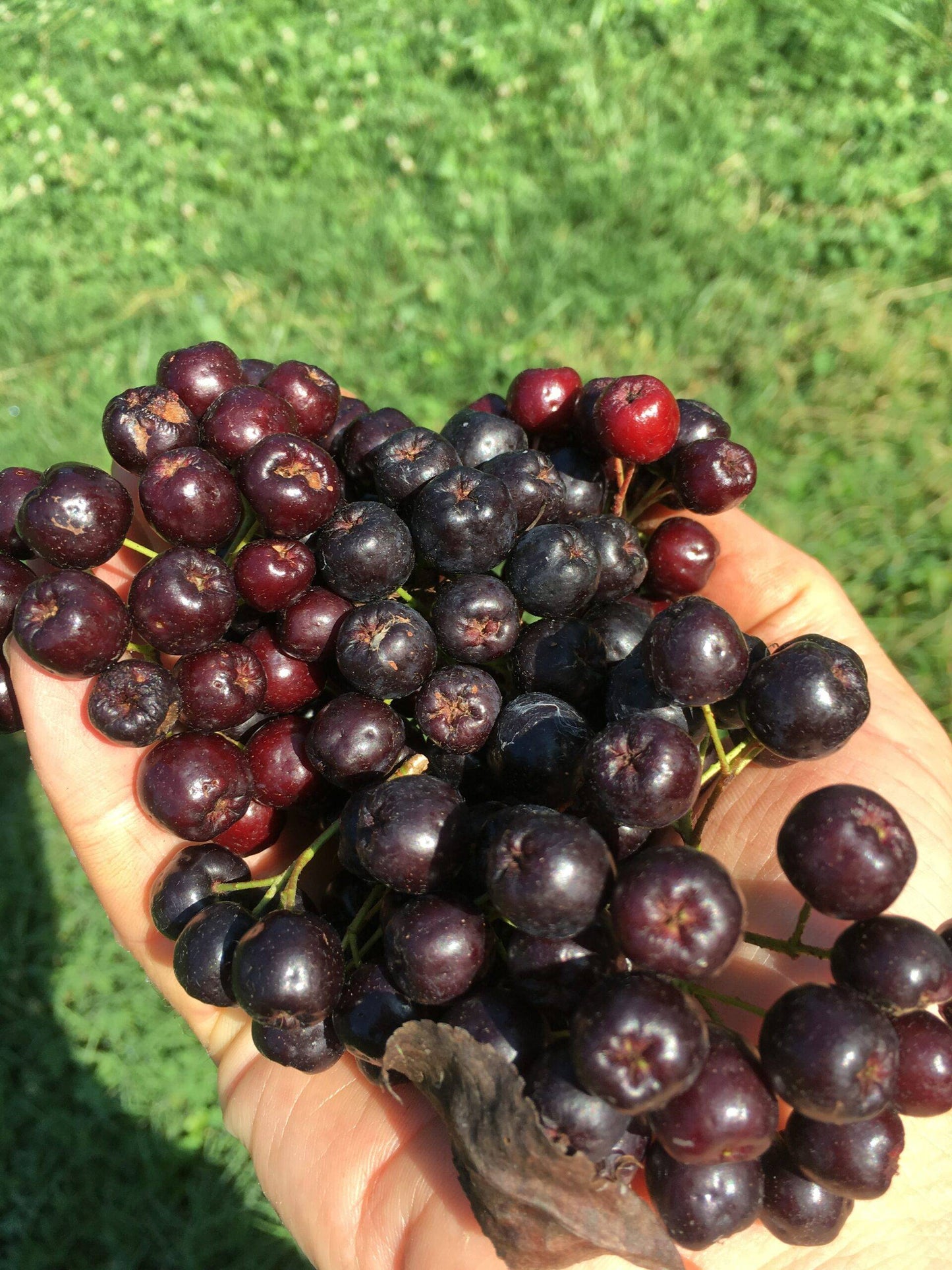 Mckenzie Aronia -  NATURALLY GROWN