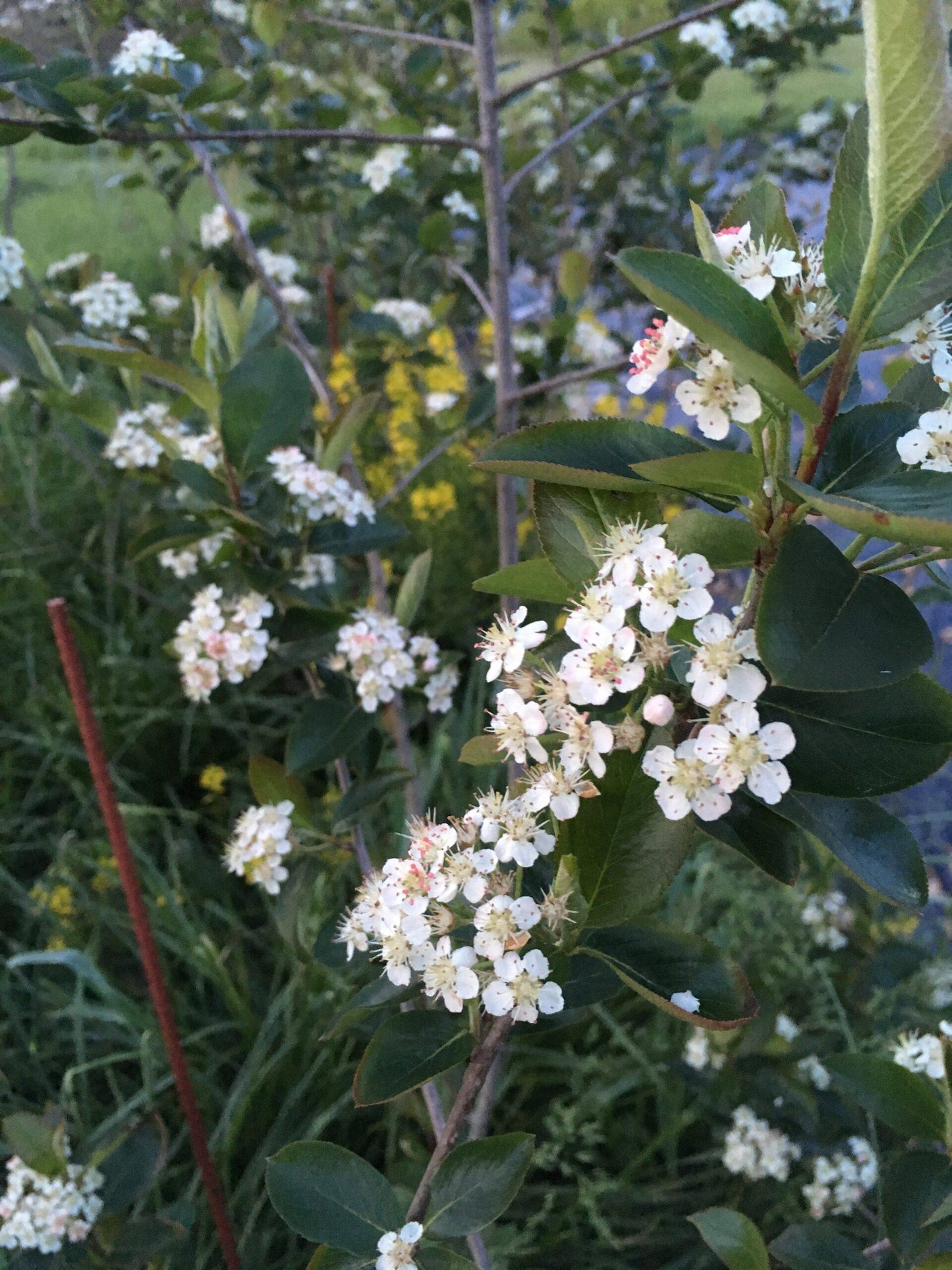 Mckenzie Aronia -  NATURALLY GROWN