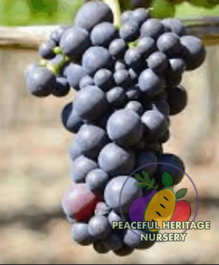 Mericadel Grape - Naturally Grown