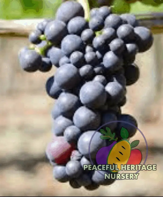 Mericadel Grape - Naturally Grown Grape Vines For Sale