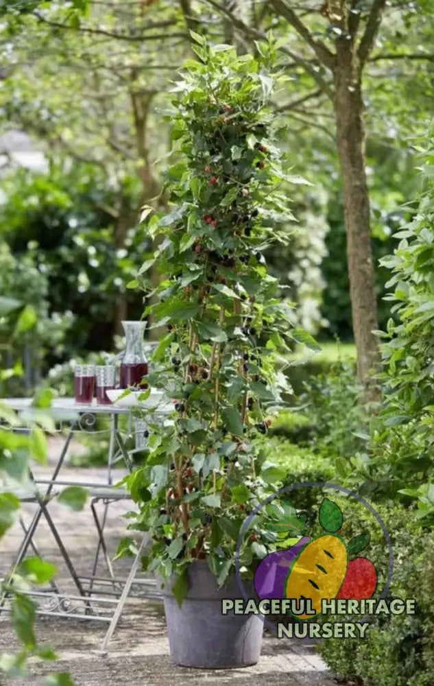 Mojo® DWARF Mulberry Tree | Naturally Grown