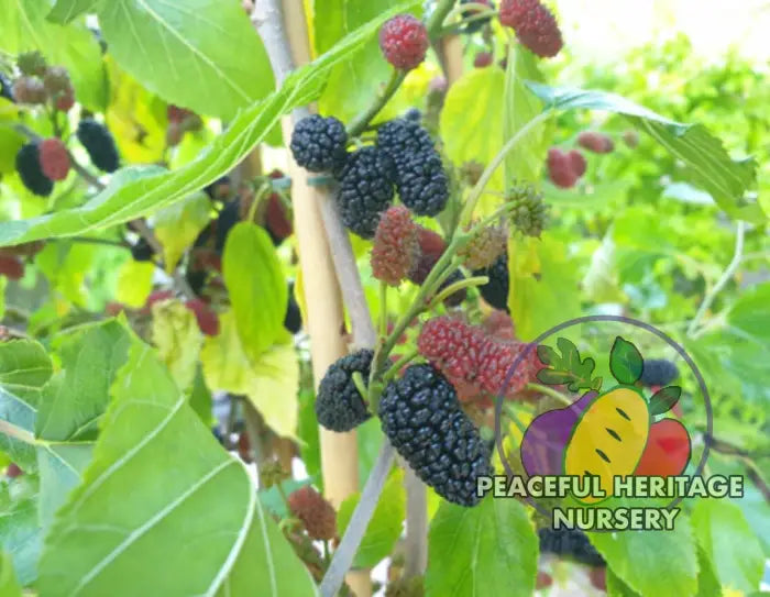 Mojo® DWARF Mulberry Tree | Naturally Grown - Mulberry Trees For Sale