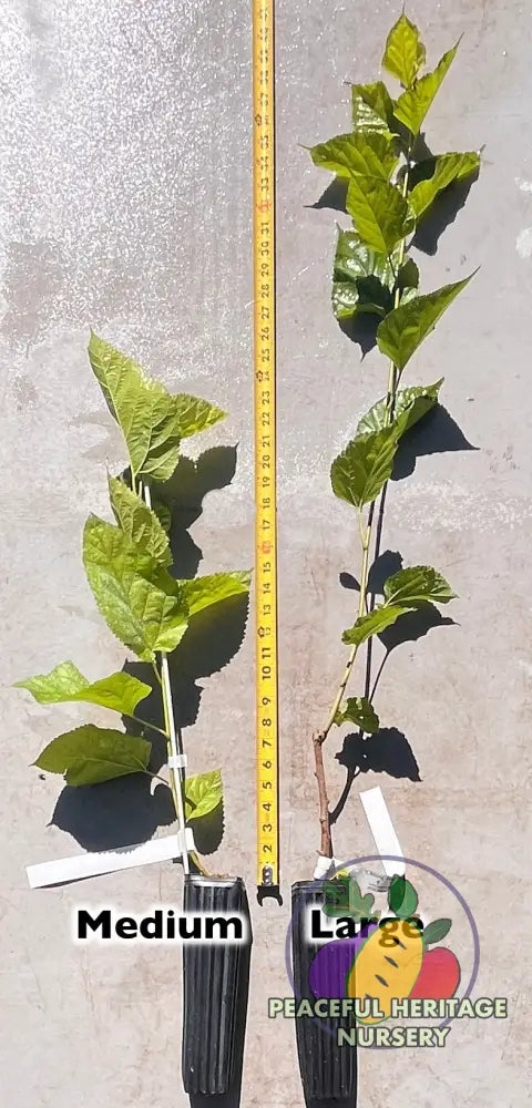 Mojo® DWARF Mulberry Tree | Naturally Grown - Mulberry Trees For Sale