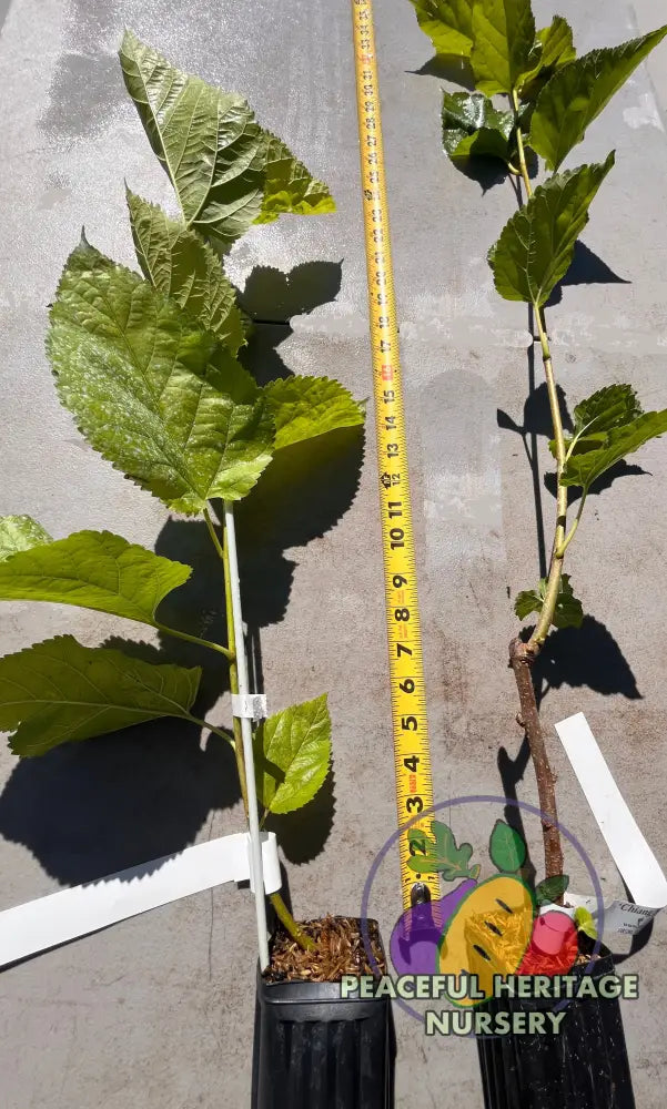Mojo® DWARF Mulberry Tree | Naturally Grown - Mulberry Trees For Sale