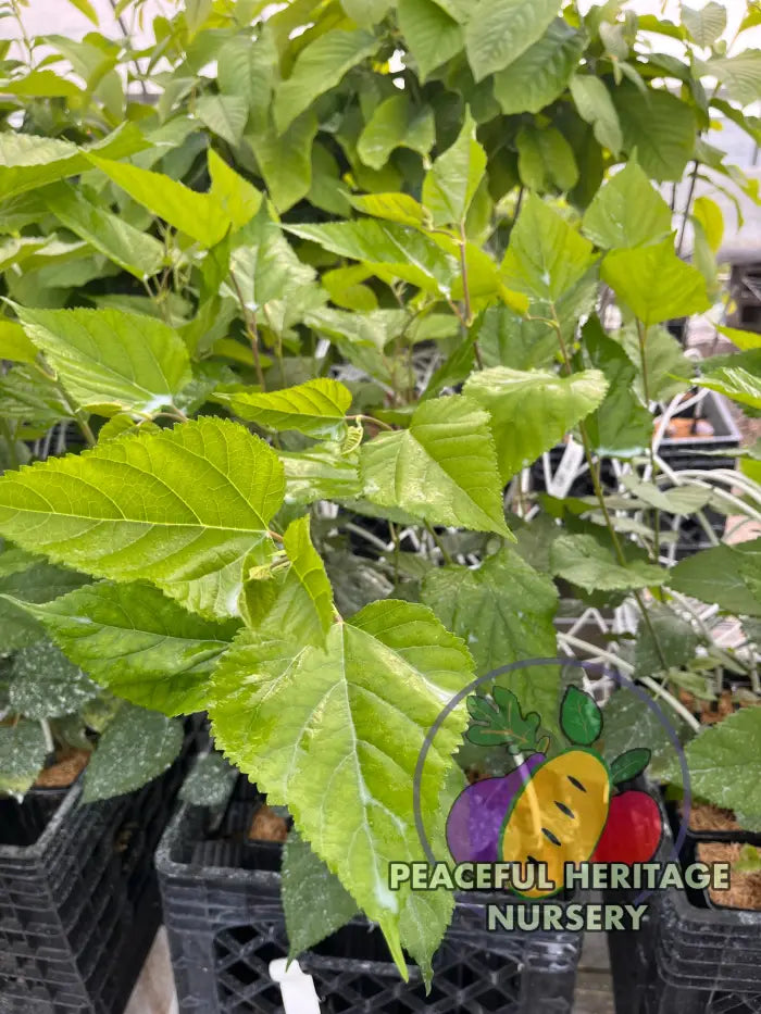 Mojo® DWARF Mulberry Tree | Naturally Grown - Mulberry Trees For Sale