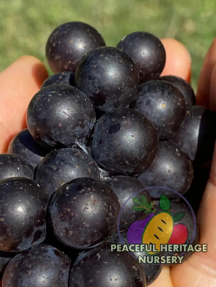 Mrs. Munson Grape - Naturally Grown Grape Vines For Sale