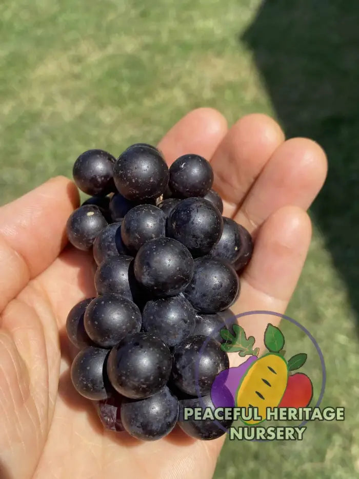 Mrs. Munson Grape - Naturally Grown Grape Vines For Sale