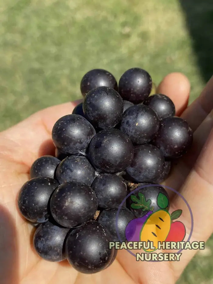 Mrs. Munson Grape - Naturally Grown Grape Vines For Sale