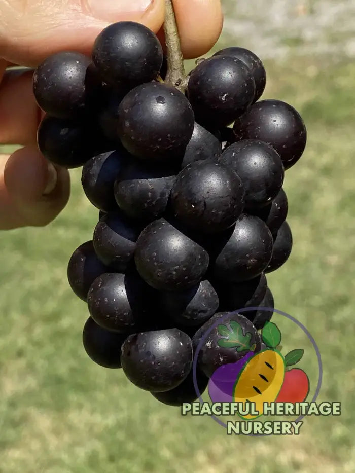 Mrs. Munson Grape - Naturally Grown Grape Vines For Sale