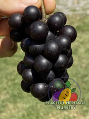 Mrs. Munson Grape - Naturally Grown
