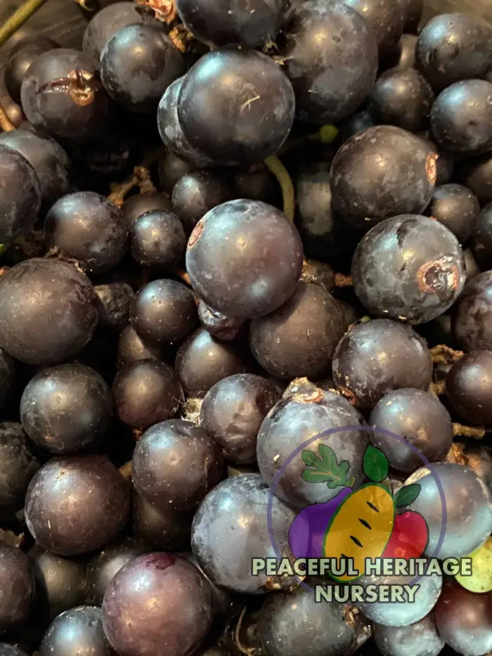Mrs. Munson Grape - Naturally Grown Grape Vines For Sale