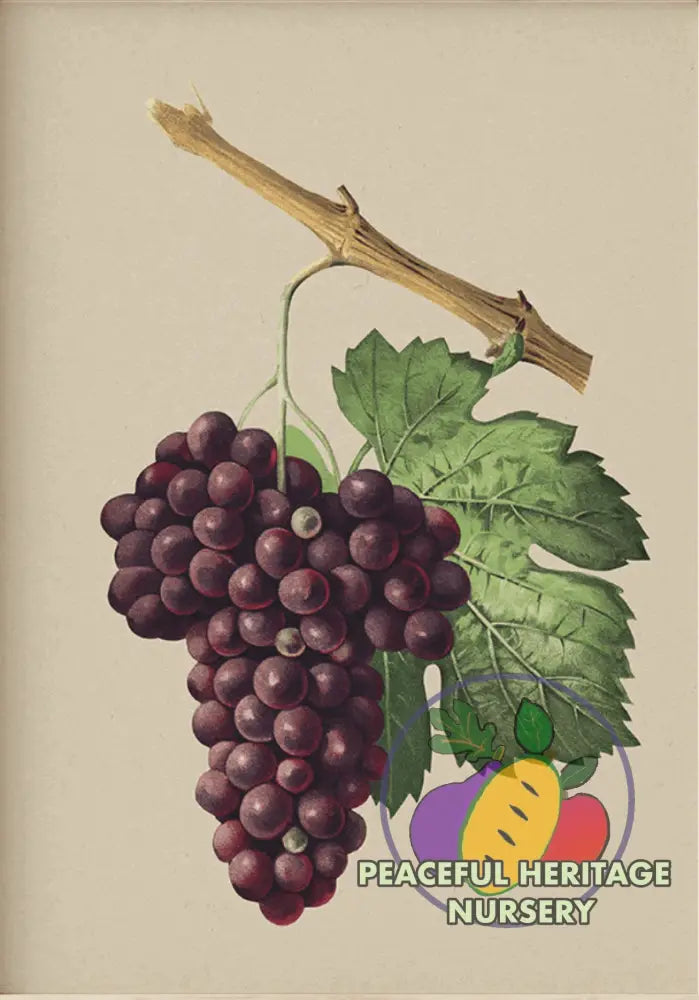 Munson Grape Cuttings Bundles | Naturally Grown Mrs. Munson 5 Cuttings Grape Vines For Sale