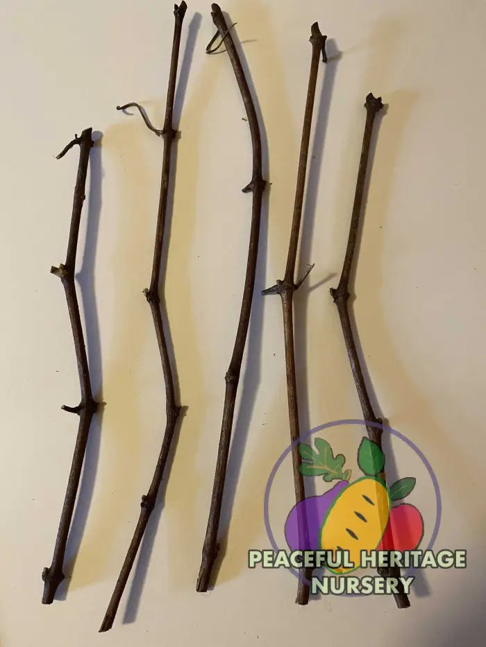 Munson Grape Cuttings Bundles | Naturally Grown Grape Vines For Sale