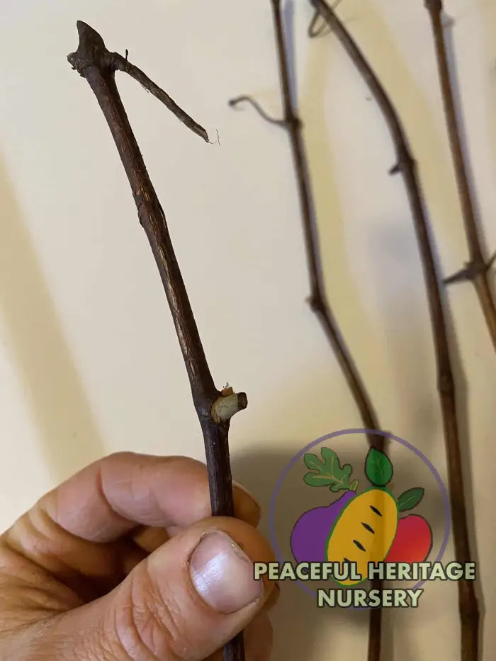 Munson Grape Cuttings Bundles | Naturally Grown Grape Vines For Sale