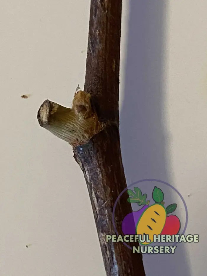 Munson Grape Cuttings Bundles | Naturally Grown Grape Vines For Sale