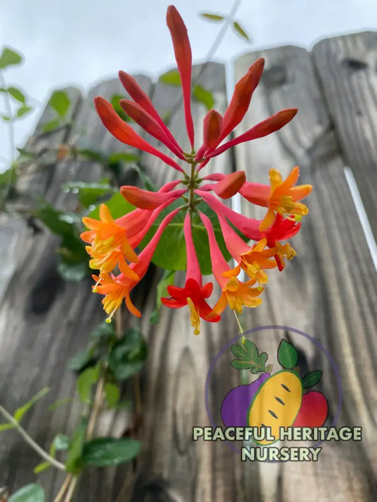 Native Honeysuckle Vine (Coral Honeysuckle) NEW!!! | Naturally Grown Unassigned