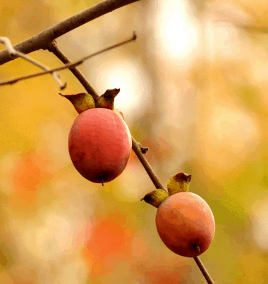 Native Persimmon - Bundles