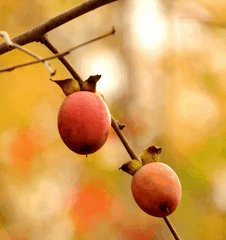 Native Persimmon Bundles
