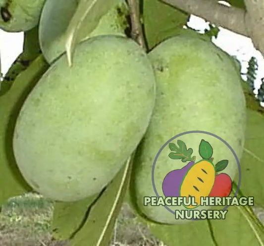 NC-1 Pawpaw Tree - NATURALLY GROWN SUPREME GRADE 3’ + Pawpaw Trees For Sale