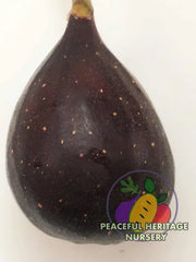 Nero 600 M Fig Tree - Naturally Grown