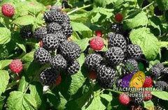 Niwot Everbearing Black Raspberry - Bundles