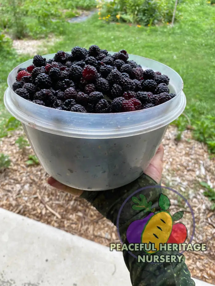 Niwot Everbearing Black Raspberry - Bundles Raspberry Plants For Sale