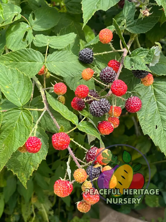 Niwot Everbearing Black Raspberry - Bundles