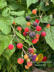Niwot Everbearing Black Raspberry - Bundles