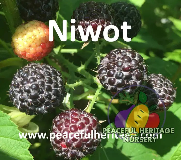 Niwot Everbearing Black Raspberry - Bundles Raspberry Plants For Sale