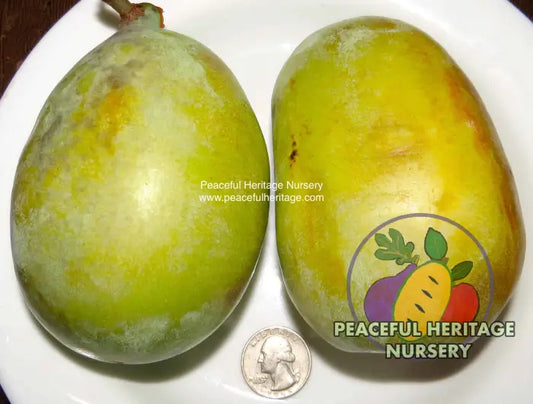 Nyomi’s Delicious Pawpaw Tree - NATURALLY GROWN SUPREME GRADE 3’ + Pawpaw Trees For Sale