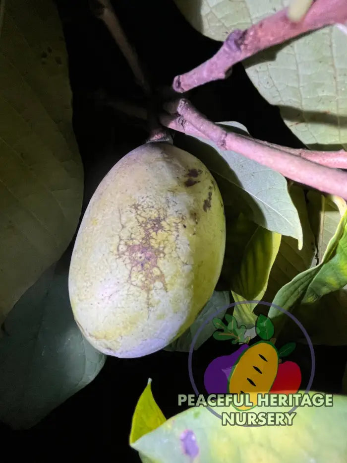 Nyomi’s Delicious Pawpaw Tree - NATURALLY GROWN Pawpaw Trees For Sale