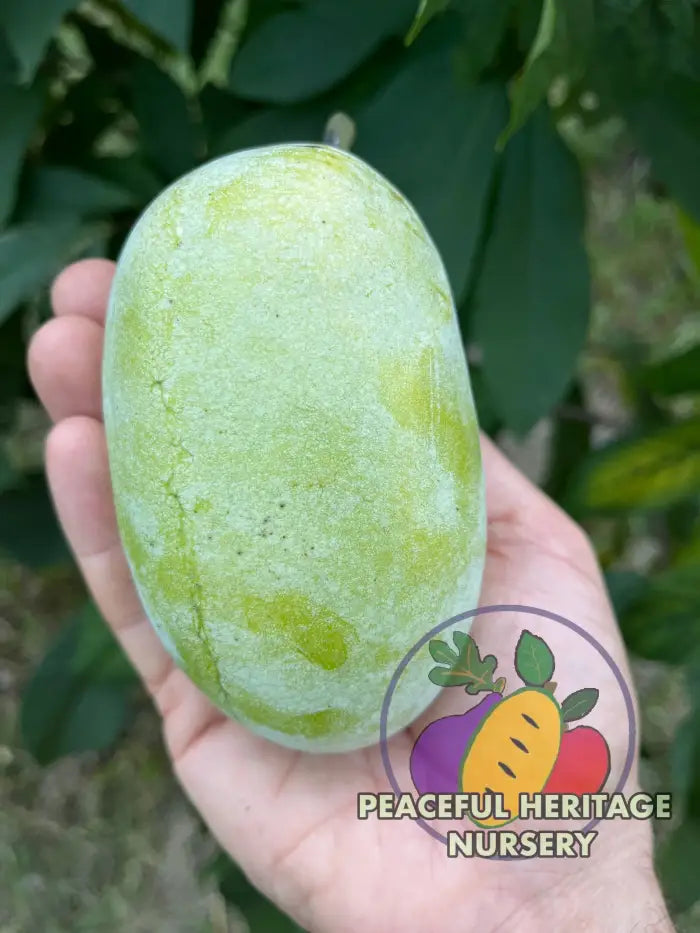 Nyomi’s Delicious Pawpaw Tree - NATURALLY GROWN Pawpaw Trees For Sale