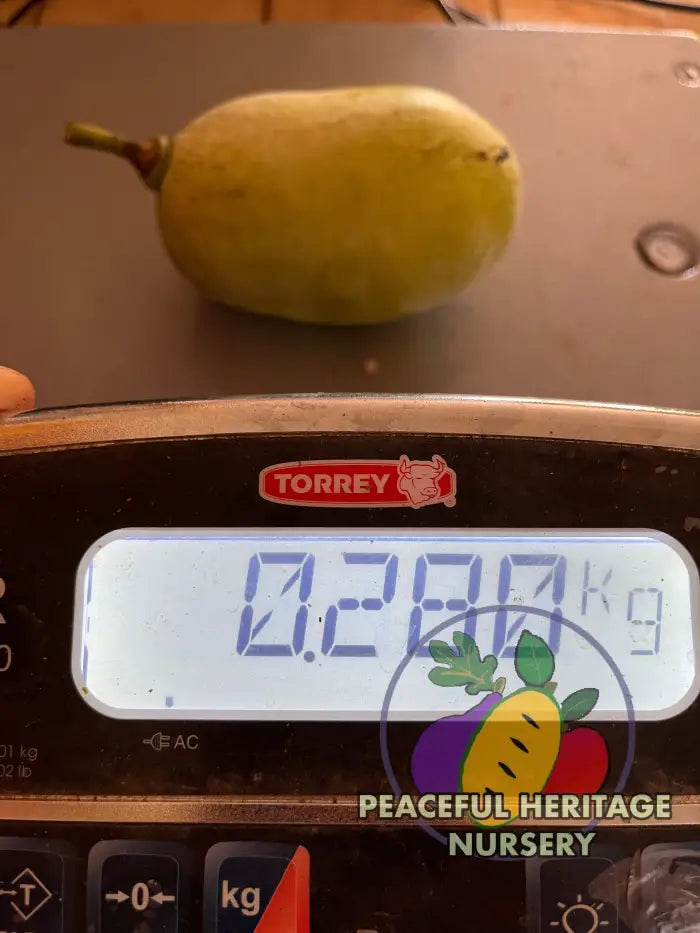 Nyomi’s Delicious Pawpaw Tree - NATURALLY GROWN Pawpaw Trees For Sale