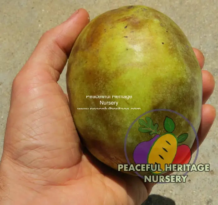 Nyomi’s Delicious Pawpaw Tree - NATURALLY GROWN Pawpaw Trees For Sale