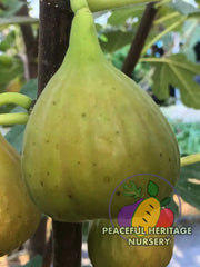 Olympian Hardy Fig - Naturally Grown