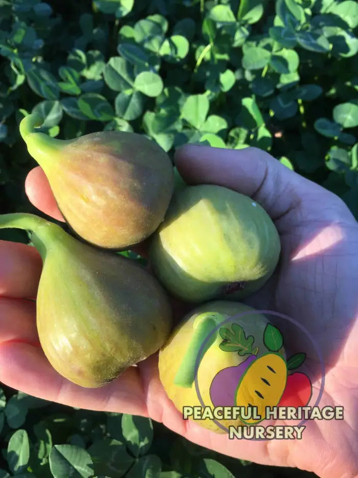 Olympian Hardy Fig - Naturally Grown ORGANIC